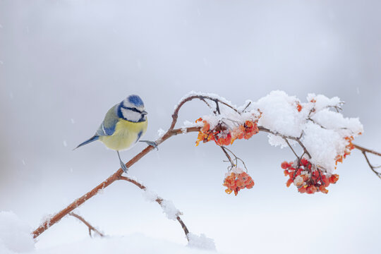 Adorable Eurasian blue tit bird sitting on berry tree branch in winter forest