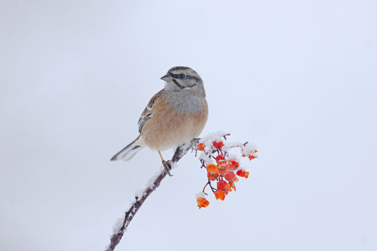 Adorable Rock bunting bird sitting on berry tree branch in winter forest
