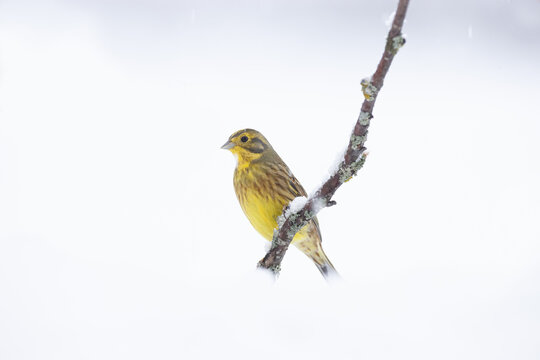 Adorable Yellowhammer bird sitting on tree branch in winter forest