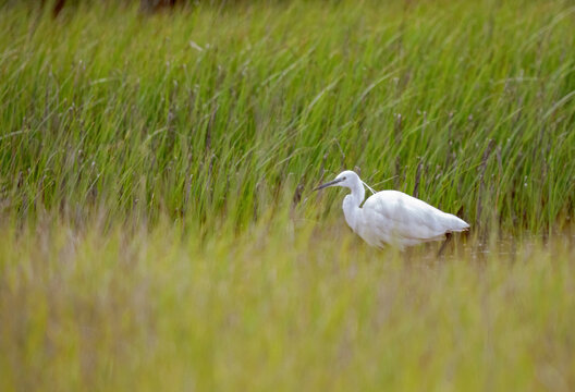 Little egret walking in grassy lake in countryside