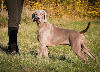 Weimaraner dogs playing and running in the wild nature