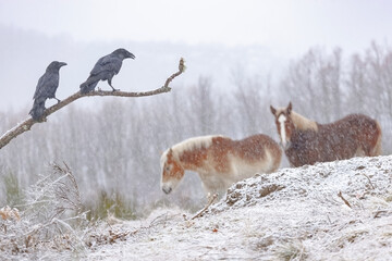 Black crows sitting on tree twig in snowy valley near purebred horses