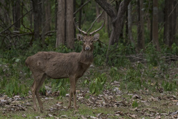 Eld's deer (Rucervus eldii) in the forest in Thailand
