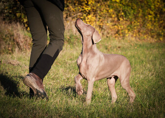 Weimaraner dogs playing and running in the wild nature