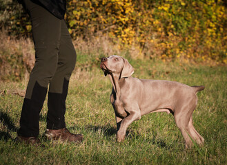Weimaraner dogs playing and running in the wild nature