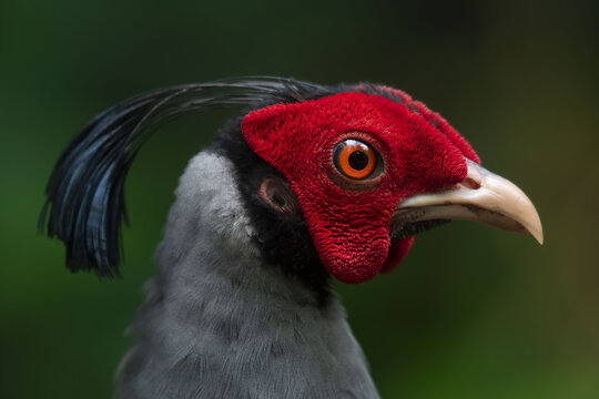 Siamese fireback (Lophura diardi) in Sakaerat Environmental Research Station, Thailand