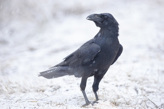 Black Corvus corone bird standing on snowy ground