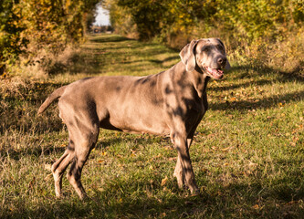 Weimaraner dogs playing and running in the wild nature