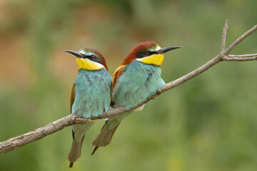 Bright birds on thin tree branch