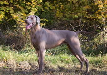Weimaraner dogs playing and running in the wild nature