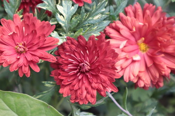 Red chrysanthemums bloomed on an autumn flower bed in the park.