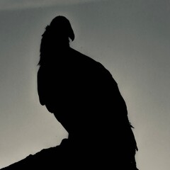 silhouette of a condor