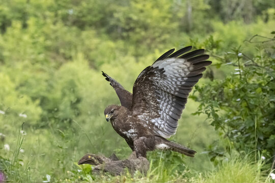 Wild golden eagle with spread wings in nature