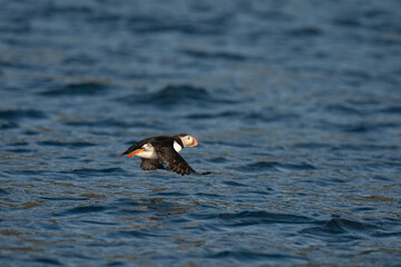 The Atlantic puffin (Fratercula arctica)