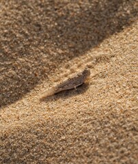 leaf in the sand