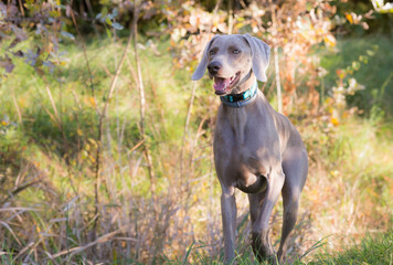 Weimaraner dogs playing and running in the wild nature