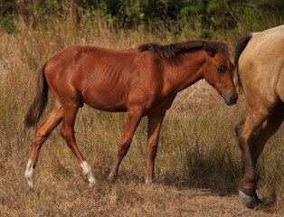 mare and foal
