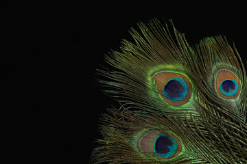 Obraz premium Beautiful bright peacock feathers on black background. Space for text