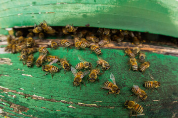 Bees