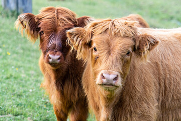 portr&auml;t von zwei jungen neugierigen Hochlandrindern 