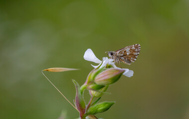 brown tiny butterfly perched on a white flower, Pyrgus malvae