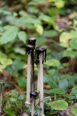 Schopf Tintling mit schwarzem Pilzkopf