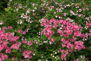 Rhododendron Canzonetta Flowers