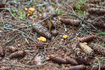 Small details of fallen pines and spruces from forest trees.