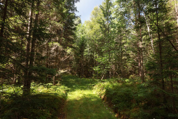Fototapeta premium Old forest small road trough old forest.