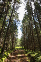 Obraz premium Old forest small road trough old forest.