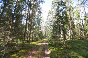 Natural forest landscape with many large trees.