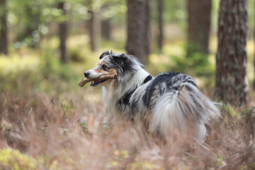 Rare blue merle tri color shetland sheepdog sheltie tanding in pine forest with stick in mouth.