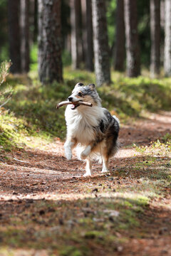 Blue merle shetland sheepdog running in forest with small wood stick in mouth.