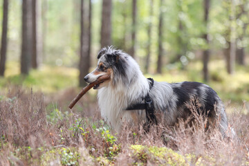 Rare blue merle tri color shetland sheepdog sheltie tanding in pine forest with stick in mouth.