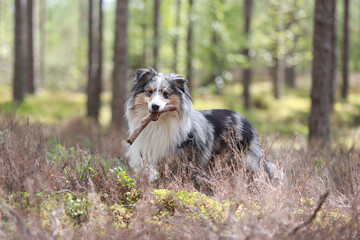 Rare blue merle tri color shetland sheepdog sheltie tanding in pine forest with stick in mouth.