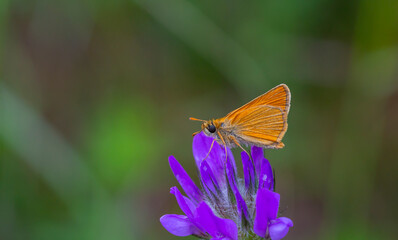 yellowish little butterfly on a purple flower, Thymelicus sylvestris