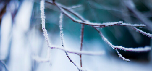 Winter backgrounds. A tree branch in hoarfrost.