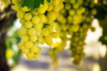 Bunchs Of White Grapes
