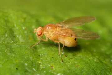 lesser fruit fly Drosophila melanogaster