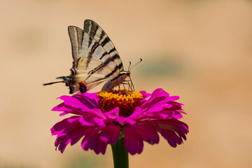 Iphiclides podalirius, Scarce swallowtail Butterfly, wings with large black stripes
