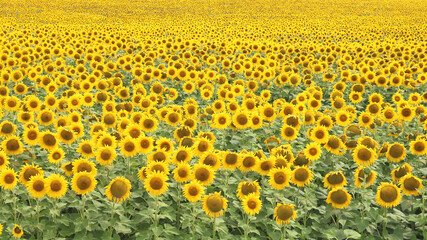 Sunflower field landscape  Sunflowers garden  Sunflower blooming  Sunflower natural background