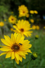 Close up of the head of a yellow daisy, also known as Helenium, with a fly feeding on the pollen
