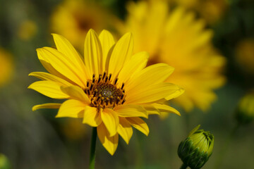 Close up of the head of a yellow daisy, also known as Helenium, bursting into bloom
