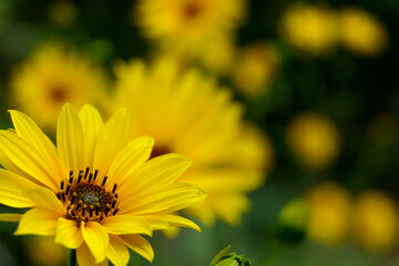 Close up of the head of a yellow daisy, also known as Helenium, bursting into bloom
