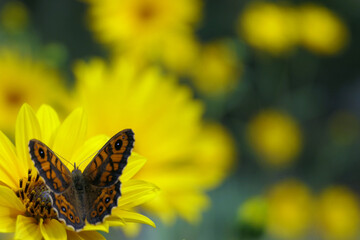 Close up of the head of a yellow daisy, also known as Helenium, with a Lasiommata Megara (Wall or Wall Brown Butterfly) feeding on the pollen
