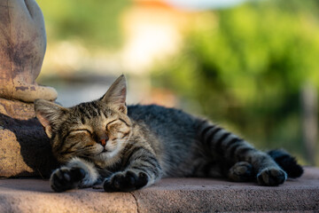 schlafende Katze streckt sich zufrieden in der Abendsonne