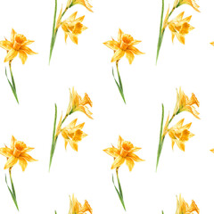Seamless pattern of watercolor yellow flowers daffodils on a white background