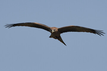 Yellow-billed kite (Milvus aegyptius)