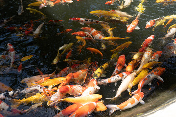 A group of koi fish in a variety of colors, red, yellow, orange, are swimming in the fish pond. and...