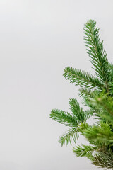 Close-up of fresh spruce branches on a white background. Minimalistic Christmas winter background.